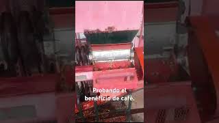 Beneficio del café elsalvador plantaciones agroboy plantas finca coffeemill coffee [upl. by Keldon]