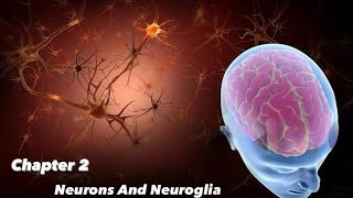 Chapter 2  Part 2 Neurons and Neuroglia [upl. by Leffen]