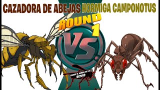 AVISPA CAZADORA DE ABEJAS VS HORMIGA CAMPONOTUS  ROUND 1 [upl. by Saville]