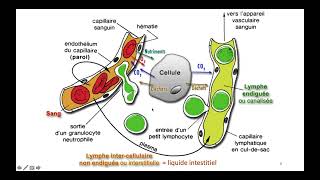 Vidéo 1 sur la chapitre 61 Milieu Intérieur et sa régulation Partie 1 [upl. by Starling]