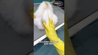 COCO la GATA dormilona en la PELUQUERÍA [upl. by Aniluap]