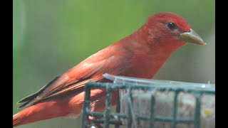 Summer tanager male [upl. by Eiramasil]