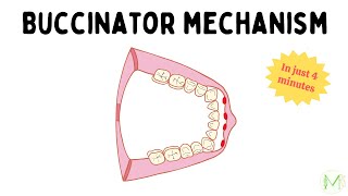 Buccinator mechanism  In 4 minutes  Orthodontics  Medinare [upl. by Chandless]