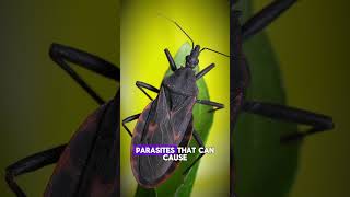 Kissing Bugs The Silent Spreaders of Chagas Disease shorts [upl. by Ariaek]