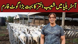 Goat Farm of Shoaib Akhtar  Goat Farming in Pakistan and India  Bakri Farming  Goat Farming Milk [upl. by Madriene]