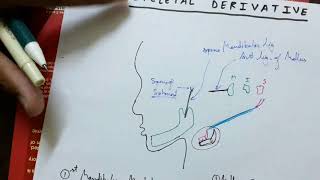 Pharyngeal Arches 1 Skeletal derivative  TCML [upl. by Parnell]