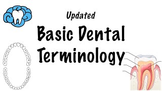 Basic Dental Terminology  UPDATED [upl. by Onitsoga195]