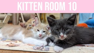 Kitten Room 10 Night 94  California and her 2 kittens [upl. by Cozza]