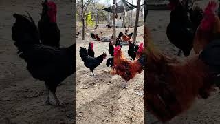 Flying to the rooster shed every day 😂 native chicken farming [upl. by Araem]