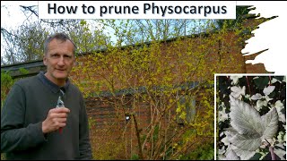 How to prune Physocarpus [upl. by Neeka168]