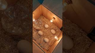 New Egg Incubator incubator viral trending hatching [upl. by Pelage146]