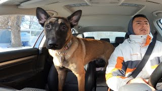 First Day With A Reactive Belgian Malinois [upl. by Salaidh723]