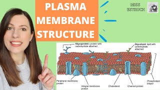 plasma membrane  structure and function  biology [upl. by Alimhaj575]