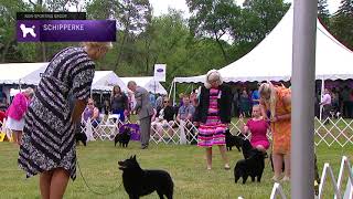 Schipperkes  Breed Judging 2021 [upl. by Kushner]