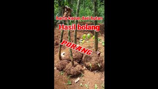 PORANG BESAR DARI HUTANPORANG LIARShorts [upl. by Egan]