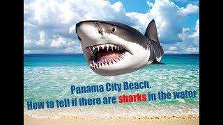 Panama City Beach How to tell if there are sharks in the water North Florida Shark attacks [upl. by Dowd11]