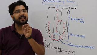 Auxin response CSIR DBT NEET ICMR GATE IFS Msc Entrances [upl. by Ttereve]