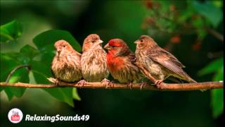 Sonido de Canto de Pajaros por una hora  Birdsing for 1 hour [upl. by Htebyram]