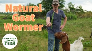 Have You Seen This Natural Goat Wormer And What I Use To Prevent Pink Eye In Cattle [upl. by Nodnol426]