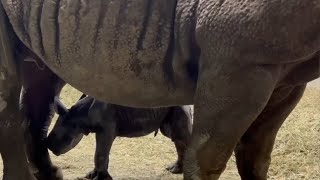 Oregon Zoo welcomes baby rhino [upl. by Martin240]