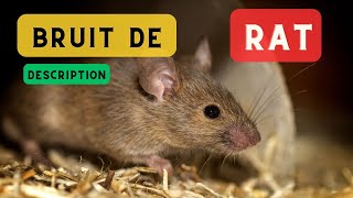 Bruit de rat et description 🐀 Rat qui couine le cri du rat 🐀 [upl. by Laurette]