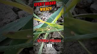 EFEKT BRAKU WIEDZY  HEKTAR WIEDZY  SZYBKA PORADA 199 [upl. by Karsten]