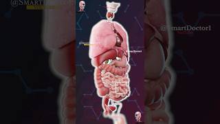 Anatomy of Internal Organs and the Heart 🫀 [upl. by Leinto]