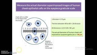 A level Biology  Eyepiece graticule [upl. by Nuhsyar]