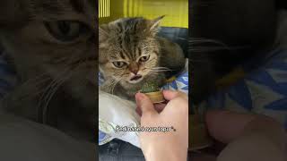 Kedilerin sevdiği kedi nanesi 🐈 shortsvideo [upl. by Koressa]