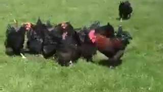 La poule aux oeufs dOr YouTube [upl. by Anan16]