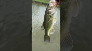 Releasing largemouth bass in USA Reiner and Lake bass fishing Megabass shimano Calcutta conquest BFS [upl. by Atnuahs]