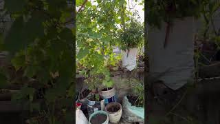 Harvesting vegetables garden howtogrowwintervegetables [upl. by Alban]