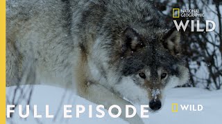 Land of Ice and Snow Full Episode  Wild Nordic [upl. by Karyl382]