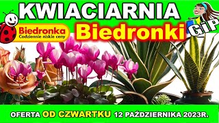 BIEDRONKA  Oferta od Czwartku 12102023  Kwiaty w domu [upl. by Tadeas698]