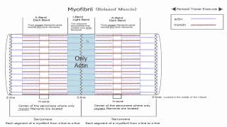 Sliding Filament Theory Part 1 NSCA Certification [upl. by Nohsreg338]