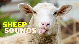 Sheep Lamb voice sound effect no copyright  Sheep high bleating  Sheep baa sound  Lamb bleat [upl. by Shulem]