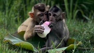 How cutie baby monkey drink milk 🥛 [upl. by Ellette805]