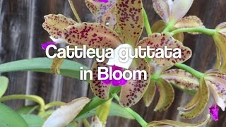 Cattleya guttata in Bloom [upl. by Onitrof]