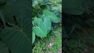 Colocasia esculenta  Araceae [upl. by Chitkara]