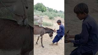 A person will help a donkey animals youtubeshorts shortfeed [upl. by Grubman]