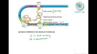 Arabinose operon Ara operon system Regulation Molecular biology Biomics hub [upl. by Anilat]