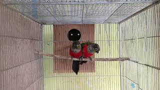 Breeding Pair Crimson Bellied Conure in my Aviary [upl. by Yendyc]