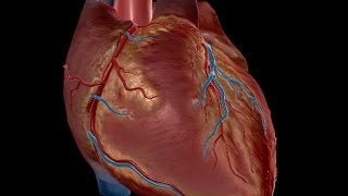 SYSTEMIC PATHOLOGY cardiac lesions of rheumatic fever DR SAMEH GHAZY [upl. by Franky222]