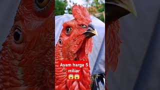 Ayam termahal didunia shortvideo ayam [upl. by Theadora401]