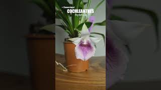 Орхидея Кохлеантес гибрид Cochleanthes hybride FlowersLand [upl. by Nyrrek]