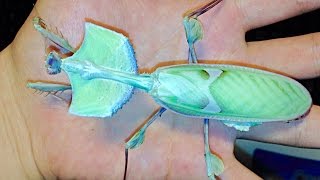 Handling a DEVILS FLOWER MANTIS  Idolomantis diabolica [upl. by Pickar]