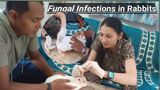 Fungal Infections in Rabbits mylifesvlogsdrpriyanka trending Viral MrBeast [upl. by Lundgren582]