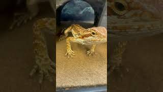 Fun facts about bearded dragons [upl. by Haas]