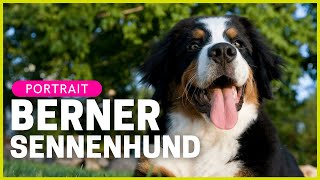 BERNER SENNENHUND  Rasseportrait  Aussehen Charakter Haltung amp mehr [upl. by Friedberg786]