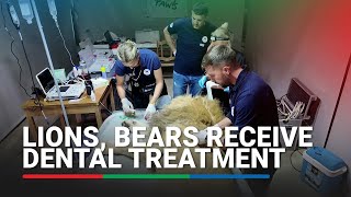 Rescued lion and bears receive dental treatment  ABSCBN News [upl. by Amikahs]